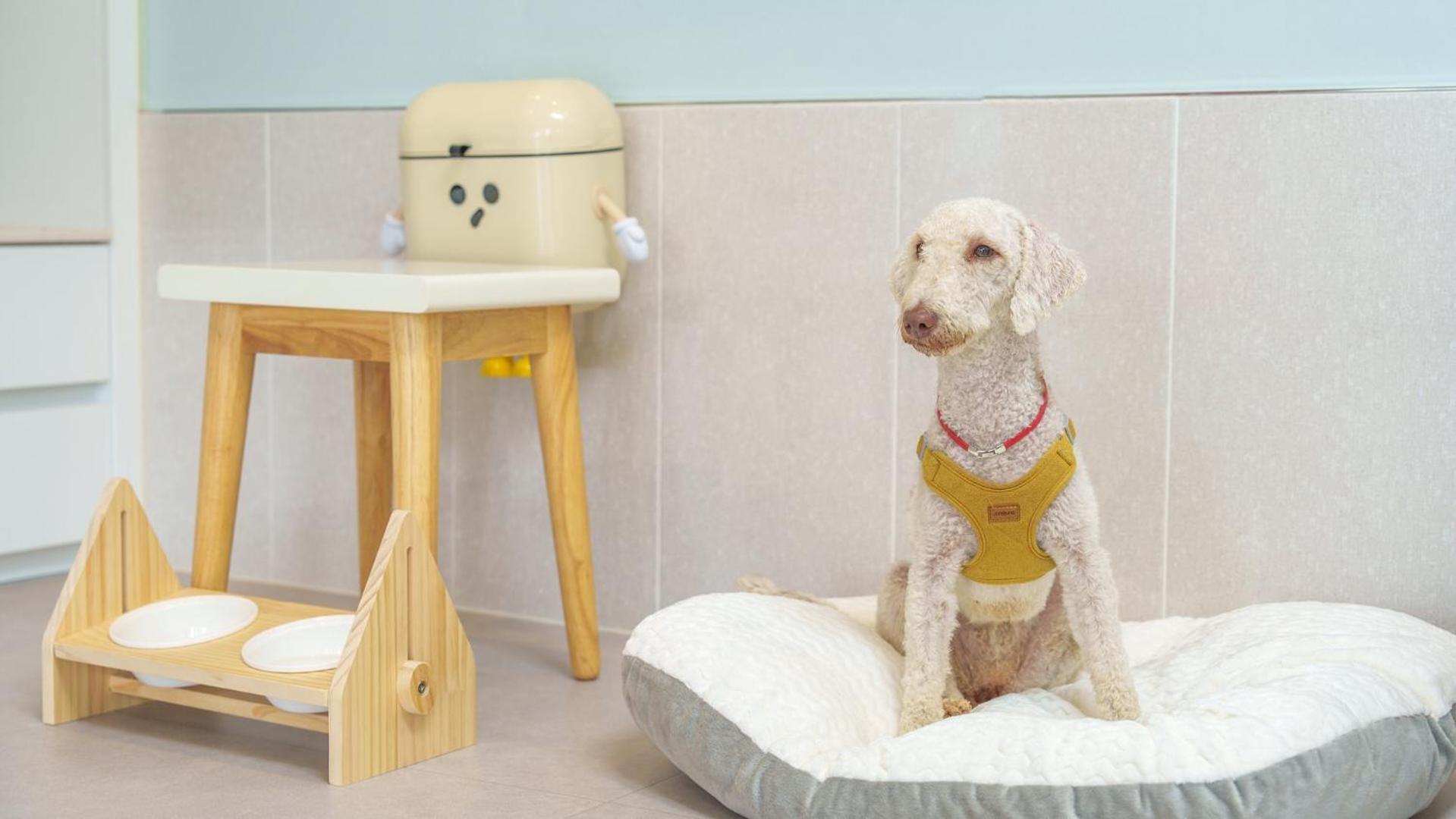 Gyeongsan Stage-ipple Pet Pension Room photo